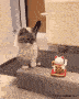 1077210iA7D00DB95C10C341?v=v2.gif