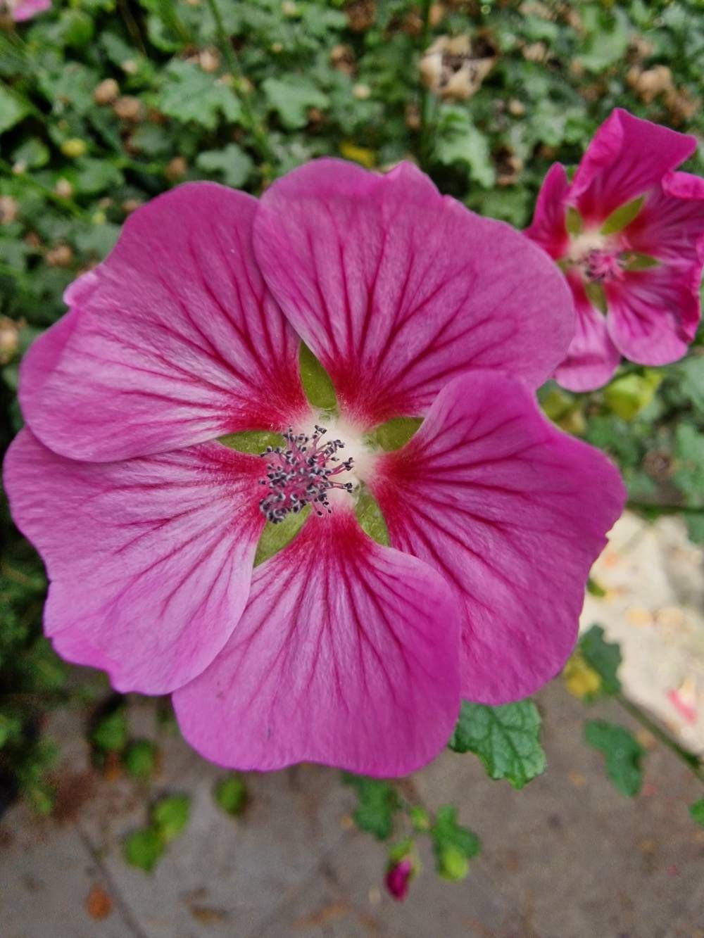 1220095iC00C47954CB7614C?v=v2.jpg