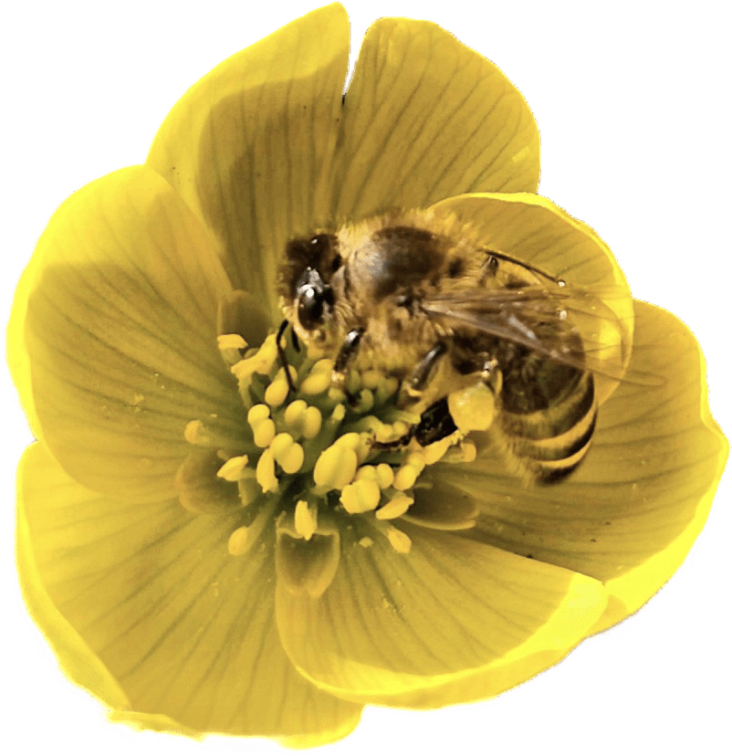 1520171iA0D980E7A7B30644?v=v2.png