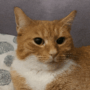 389176iC6A93B7632420752?v=v2.gif